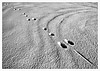 Snow tracks